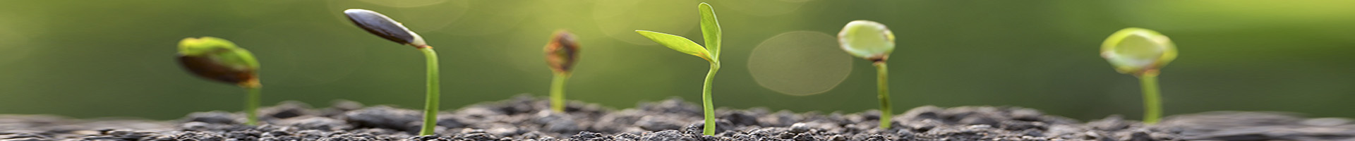 Novedades en fondos de inversion - Tallos de plantas creciendo plantadas en tierra Novedades en fondos de inversion - Tallos de plantas creciendo plantadas en tierra