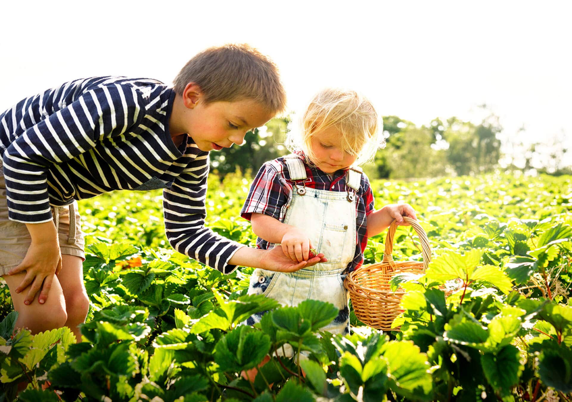 Sobre Caja Rural del Sur - Dos niños pequeños recogiendo fresas en la huerta de su casa